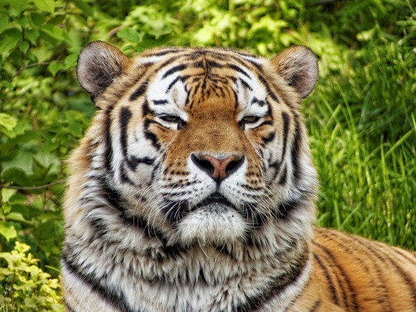 TIGRE