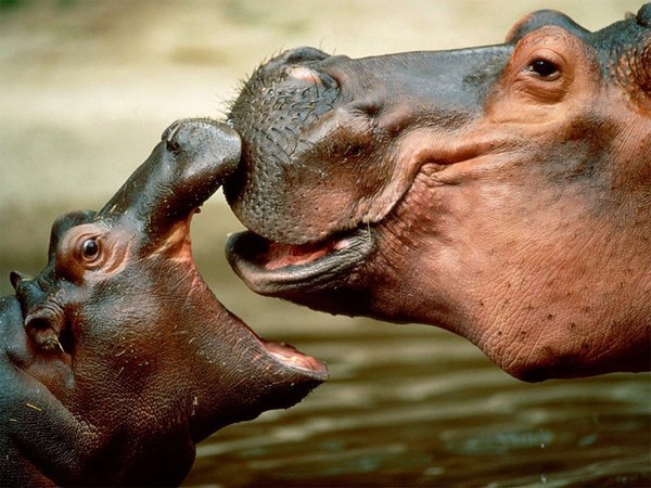 HIPPOPOTAMES