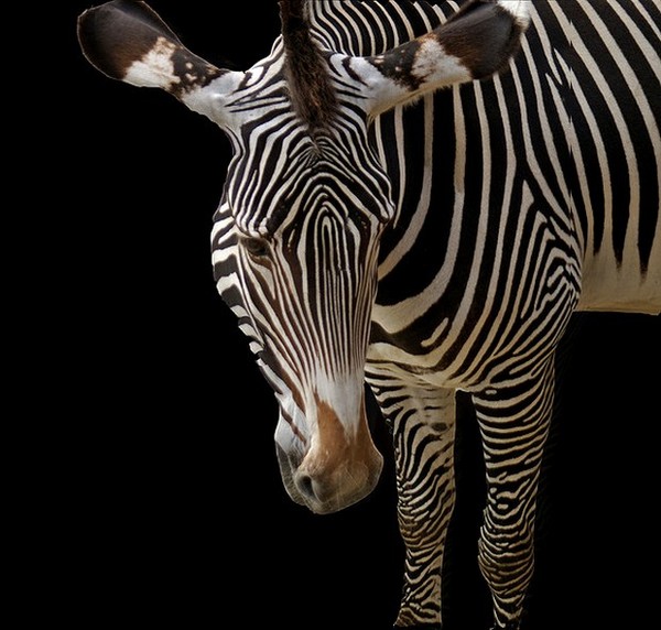 ZEBRE