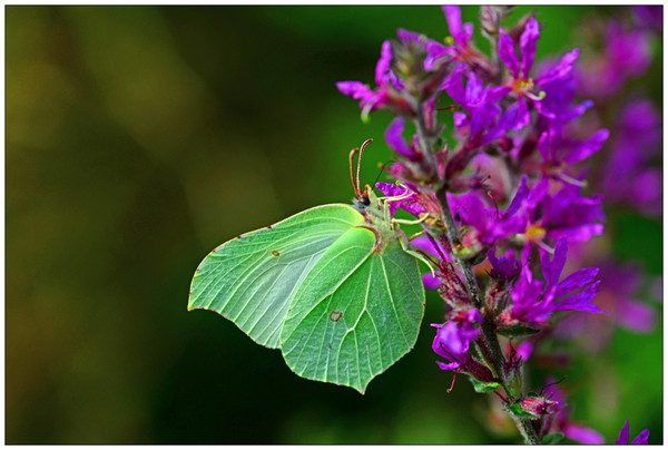 PAPILLON