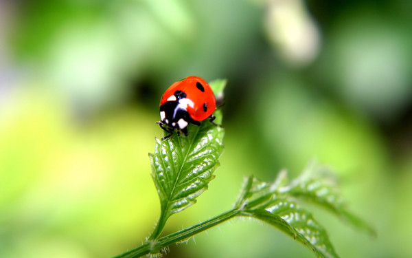 COCCINELLE