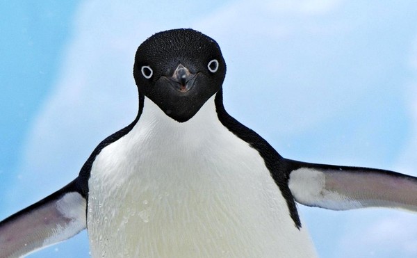 PINGOUIN