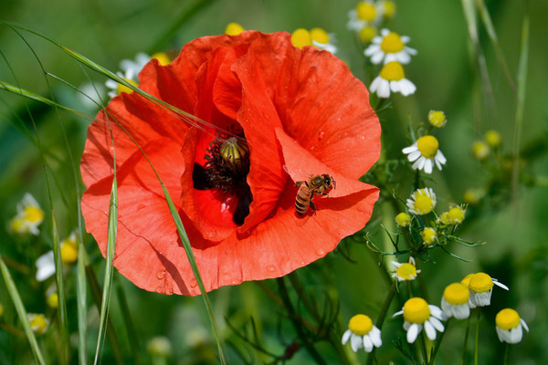 COQUELICOT