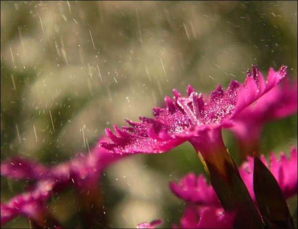 FLEURS