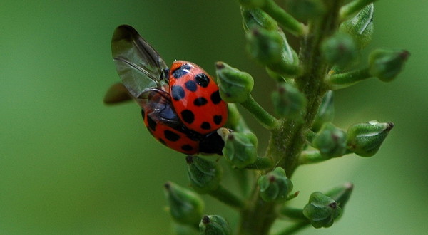 COCCINELLE