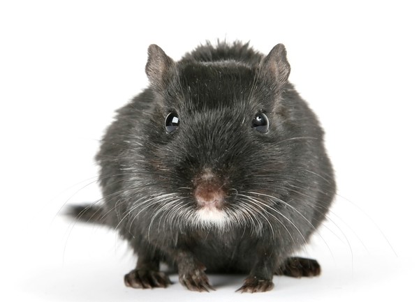 RAT SOURIS HAMSTER... 2