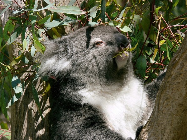 KOALA