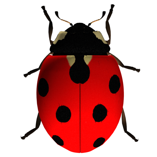 COCCINELLE 3