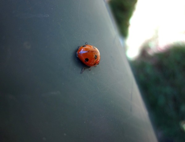 COCCINELLE