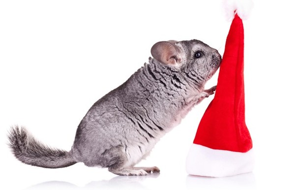 CHINCHILLA