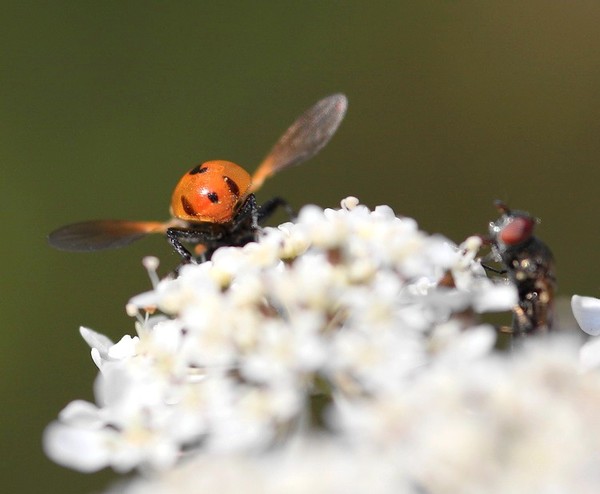 COCCINELLE