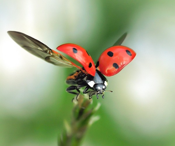 COCCINELLE