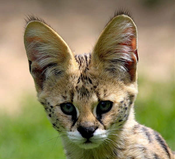 SERVAL