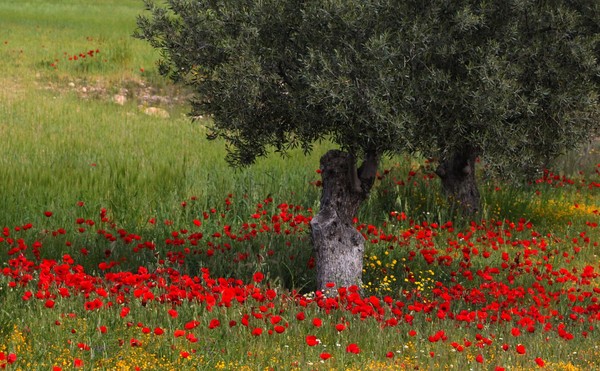 COQUELICOTS