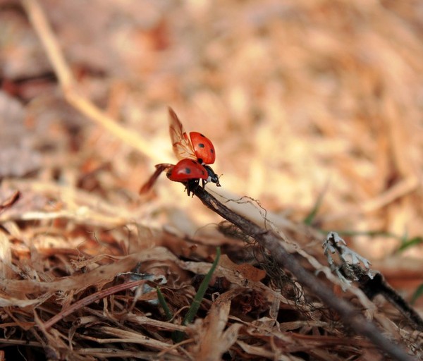 COCCINELLE