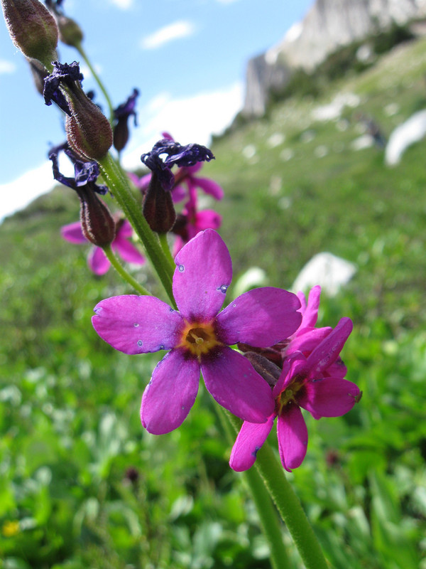 FLEURS