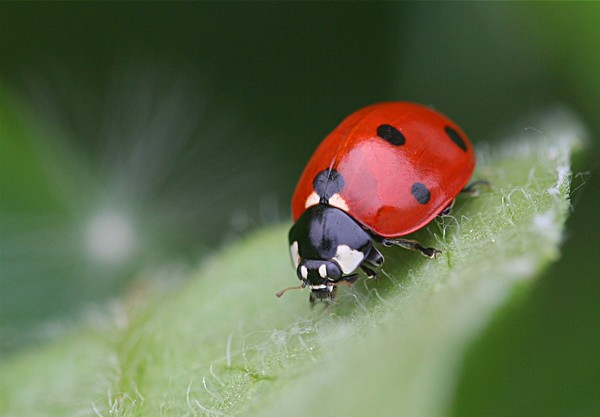 COCCINELLE