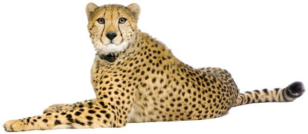 GUEPARD