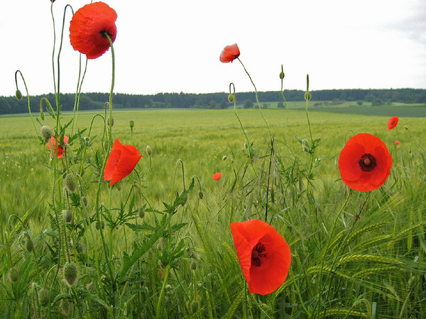 COQUELICOTS