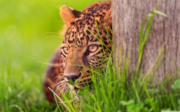 LEOPARD