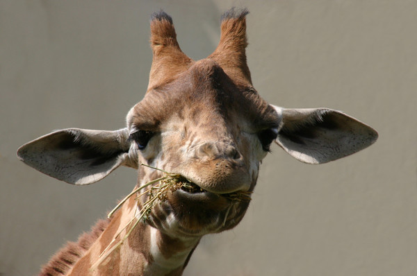 GIRAFE