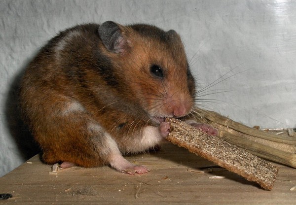 RAT SOURIS HAMSTER... 2