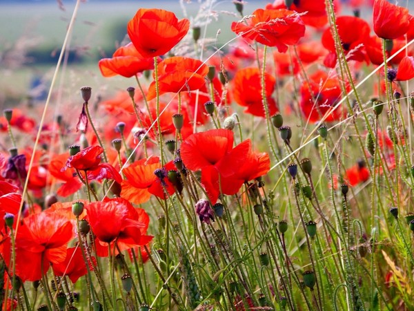 COQUELICOTS