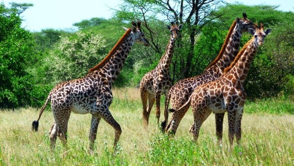 GIRAFES