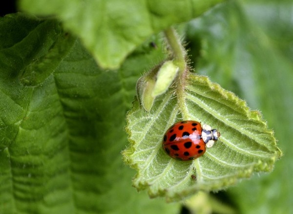 COCCINELLE