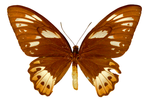 PAPILLON