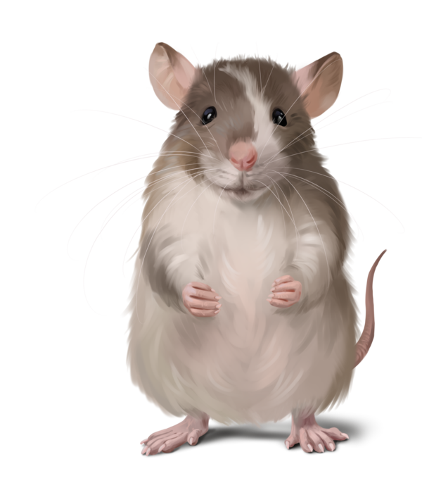 SOURIS RAT HAMSTER... 2