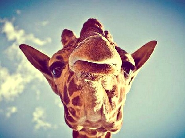 GIRAFE