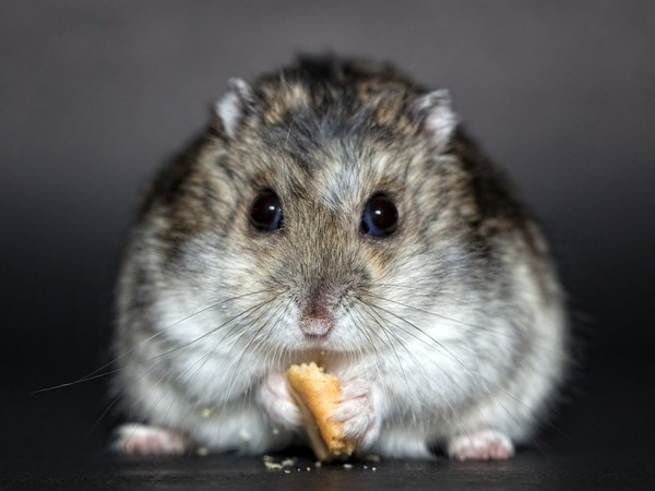 HAMSTER