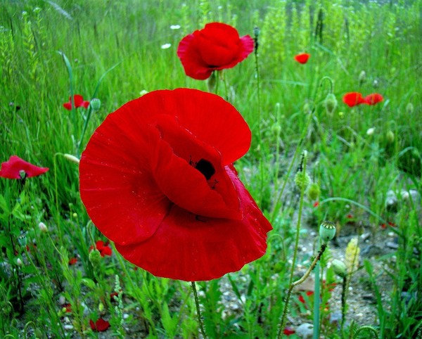 COQUELICOTS