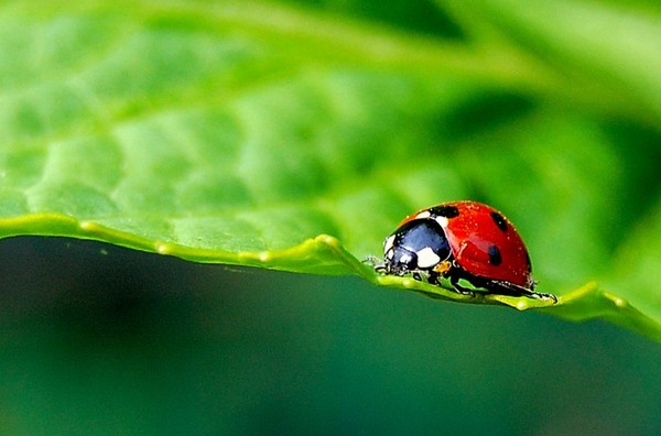 COCCINELLE