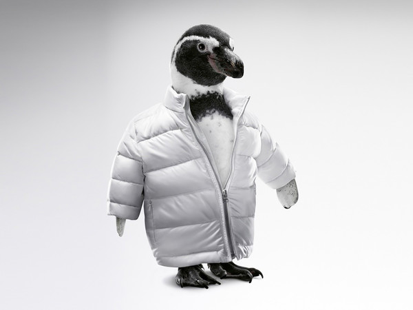 PINGOUIN