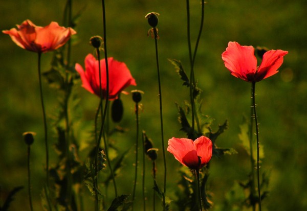 COQUELICOTS