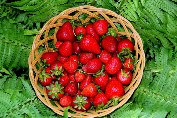 LES FRAISES