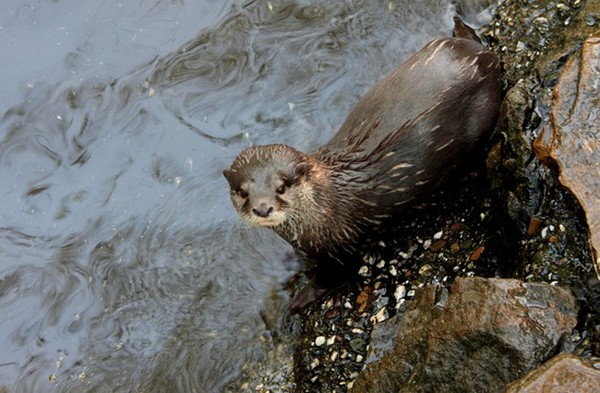 LOUTRE