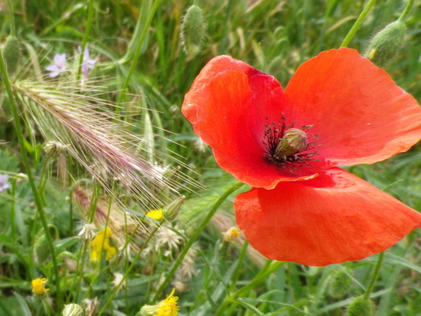 COQUELICOT