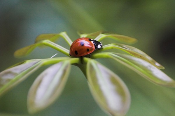 COCCINELLE