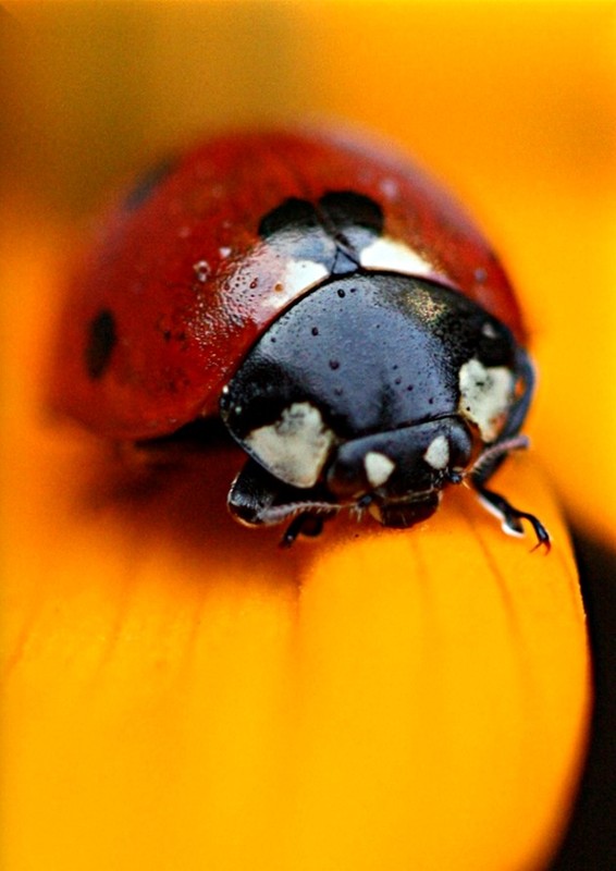 COCCINELLE