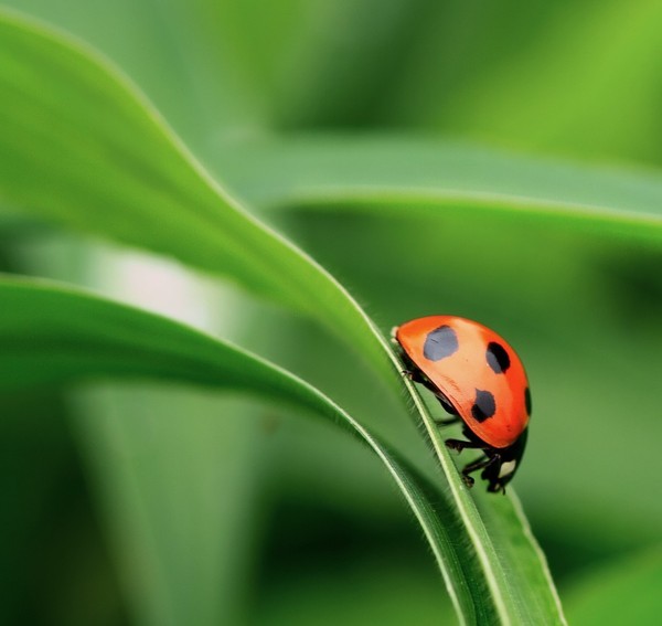 COCCINELLE