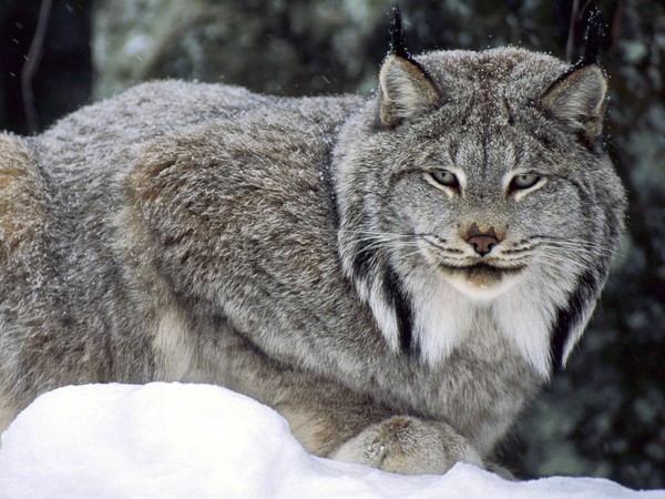 LYNX