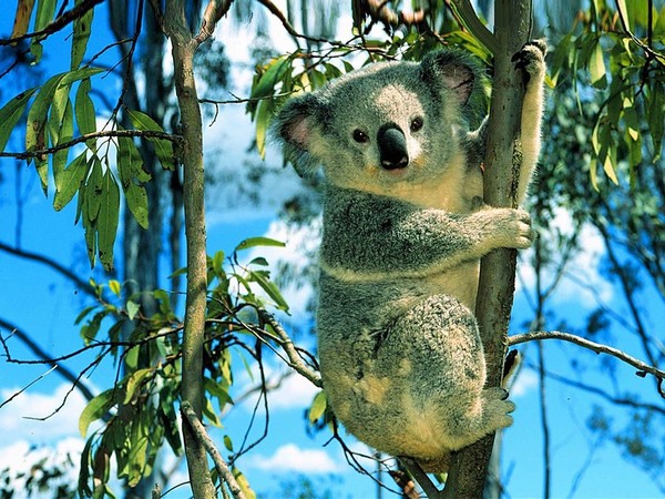 KOALA