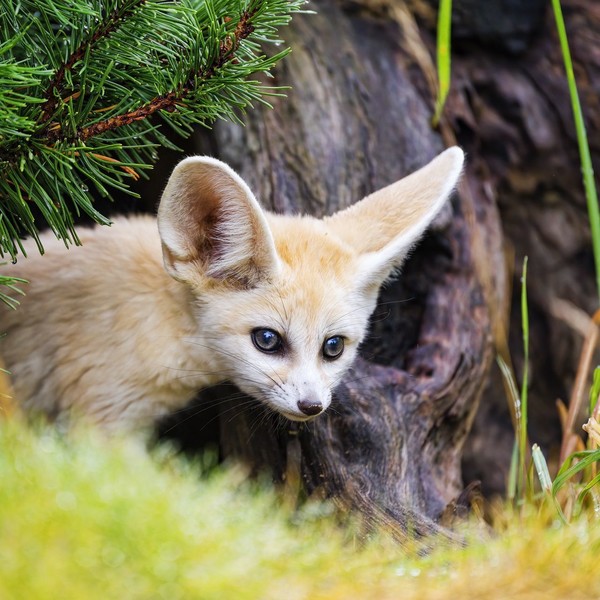 FENNEC