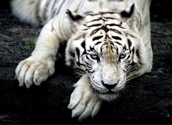 TIGRE BLANC