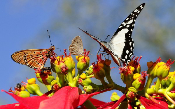 PAPILLONS