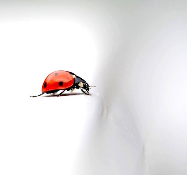 COCCINELLE