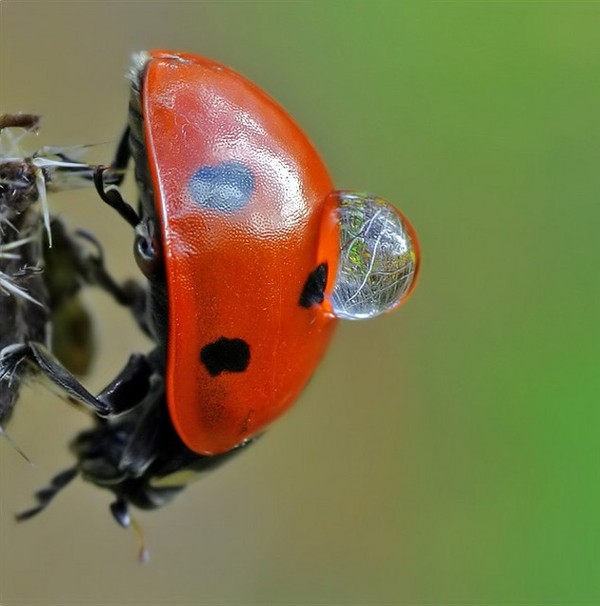 COCCINELLE